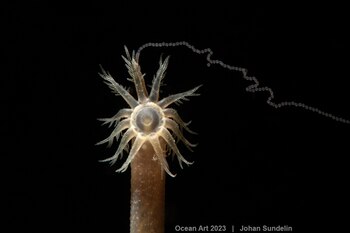 "Collar de perlas" 4º puesto