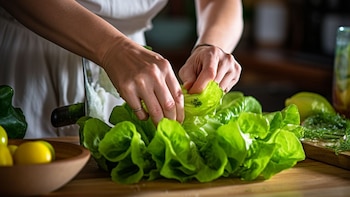 La lechuga es utilizada como