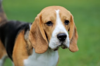 Un perro beagle de pelaje blanco, marrón y negro sobre un fondo verde desenfocado
