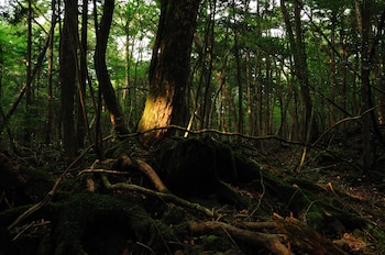 La espesura de Aokigahara atrapa