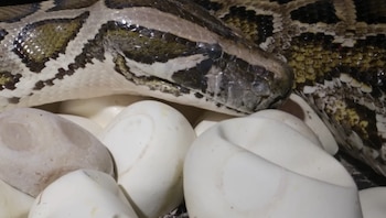 Una serpiente pitón birmana con patrones marrones y amarillos entre la hierba verde y seca