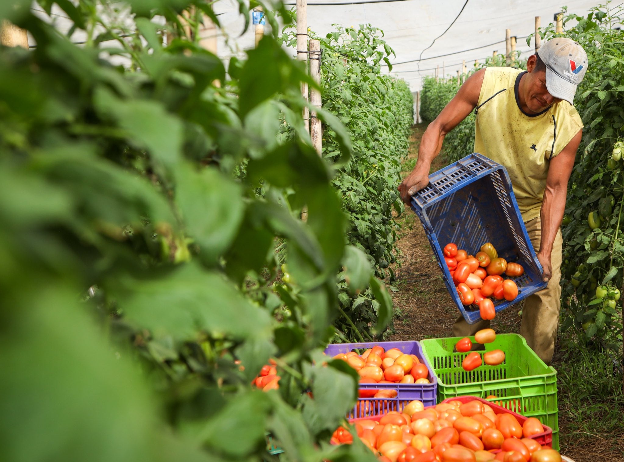 El viceministro ad honorem de Agricultura y Ganadería, Óscar Domínguez, informó en sus redes sociales sobre 80 manzanas de tomate que se suman al Programa Aumento a la Producción./ (Redes sociales de Óscar Domínguez)