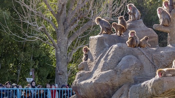 El solitario mono bebé que