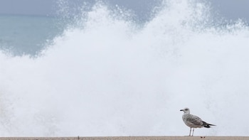 Las lluvias seguirán en Cataluña y Canarias, con avisos por olas en el litoral cántabro, catalán y vasco
