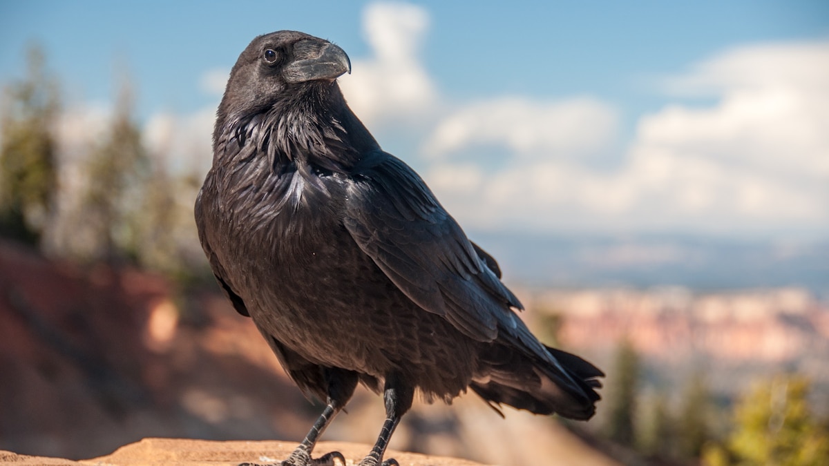¿Los cuervos pueden “contar” como los humanos?: qué dice la ciencia - Infobae
