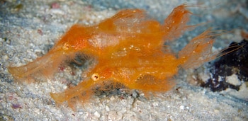 Solenostomus snuffleupagus, in situ, male–female pair: (a) Somosomo Strait, Fiji (photograph by Chad Cipiti @chaddashwick);