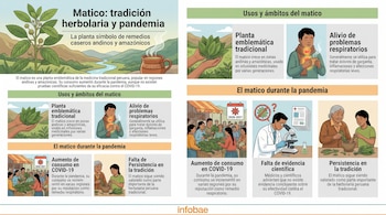Infografía sobre el matico, mostrando ilustraciones de la planta, personas consumiendo infusiones, un mercado, un científico en laboratorio y una mujer preparando remedios.