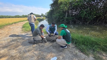 Cocodrilo de más de 2 metros hallado en playas de Piura regresó a Tumbes y volvió a su hábitat natural