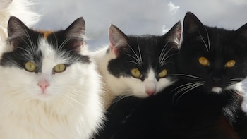 Cada especie de felino tienen