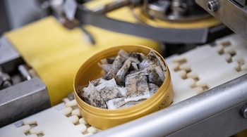Un recipiente amarillo que contiene pequeñas bolsas de snus sobre una cinta transportadora.