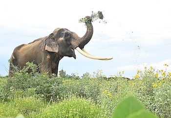 La población de elefantes salvajes