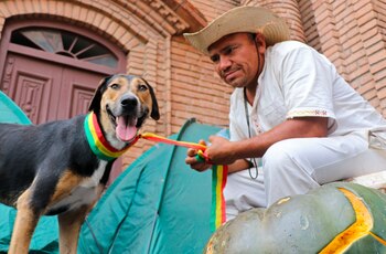 Penoco, el perro que acompaña la marcha indigena desde San José, fue registrado este miércoles junto a uno de los indígenas de la chiquitania, en la ciudad de Santa Cruz (Bolivia). EFE/Juan Carlos Torrejón