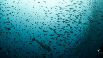 México negó que se haya excedido en su cuota de captura del atún aleta azul