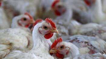 Brasil anunció que 17 países