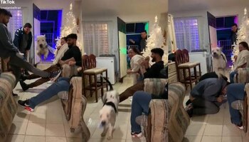 Perro volador generar furos entre amigos en Navidad