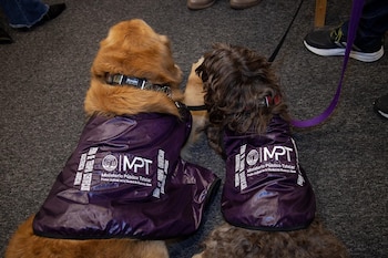 Donna y Brownie fueron donados