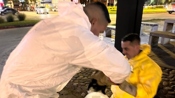 Un zorrino se escondió dentro de un auto en Córdoba y hubo un operativo para liberarlo sin lastimarlo