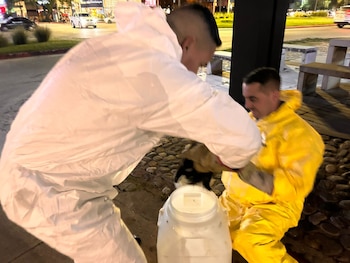 Rescataron a un zorrino que se había quedado atrapado en un auto en Córdoba