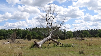 Un árbol grande y seco está caído en un campo de hierba, rodeado de pequeñas ramas y vegetación. Al fondo, un bosque de árboles verdes y un cielo con nubes blancas.