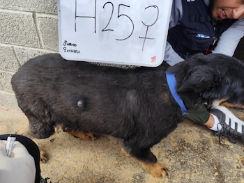 Gobierno de la CDMX acusa