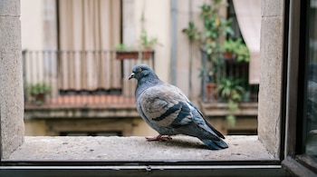 Una paloma común se posa en el alféizar de una ventana. Al fondo, un edificio urbano con balcones, cortinas y plantas visibles.