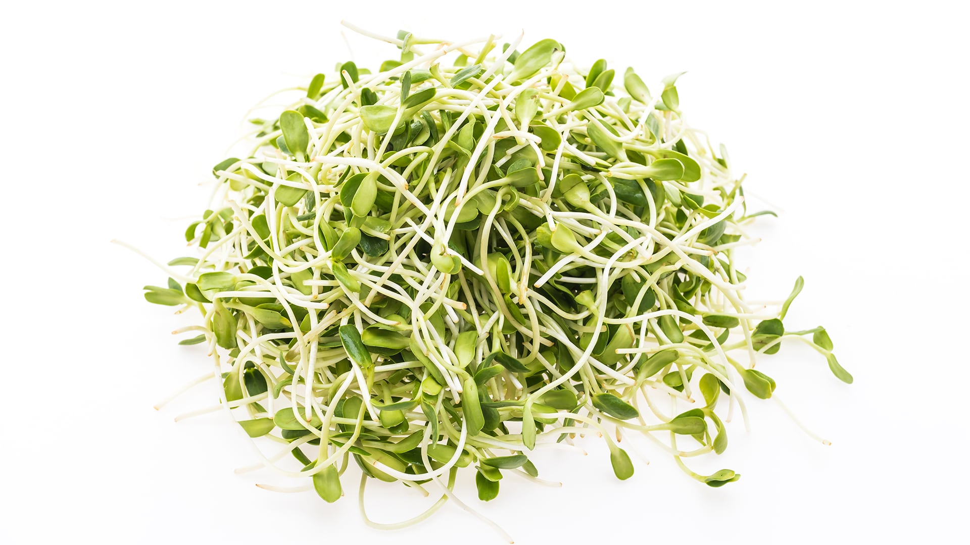 Brote de E. coli y salmonela en alfalfa deja 55 casos y activa alerta sanitaria en EE. UU.