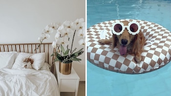 Fifi es una “perra