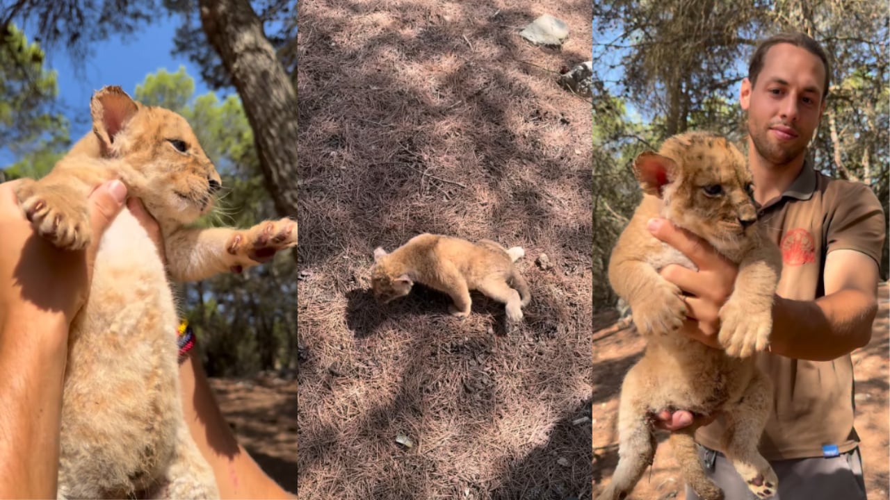 Grapas, un cachorro de león rechazado y herido por su madre que se recupera en el Safari Aitana, en Alicante. (@safariaitana/Instagram)