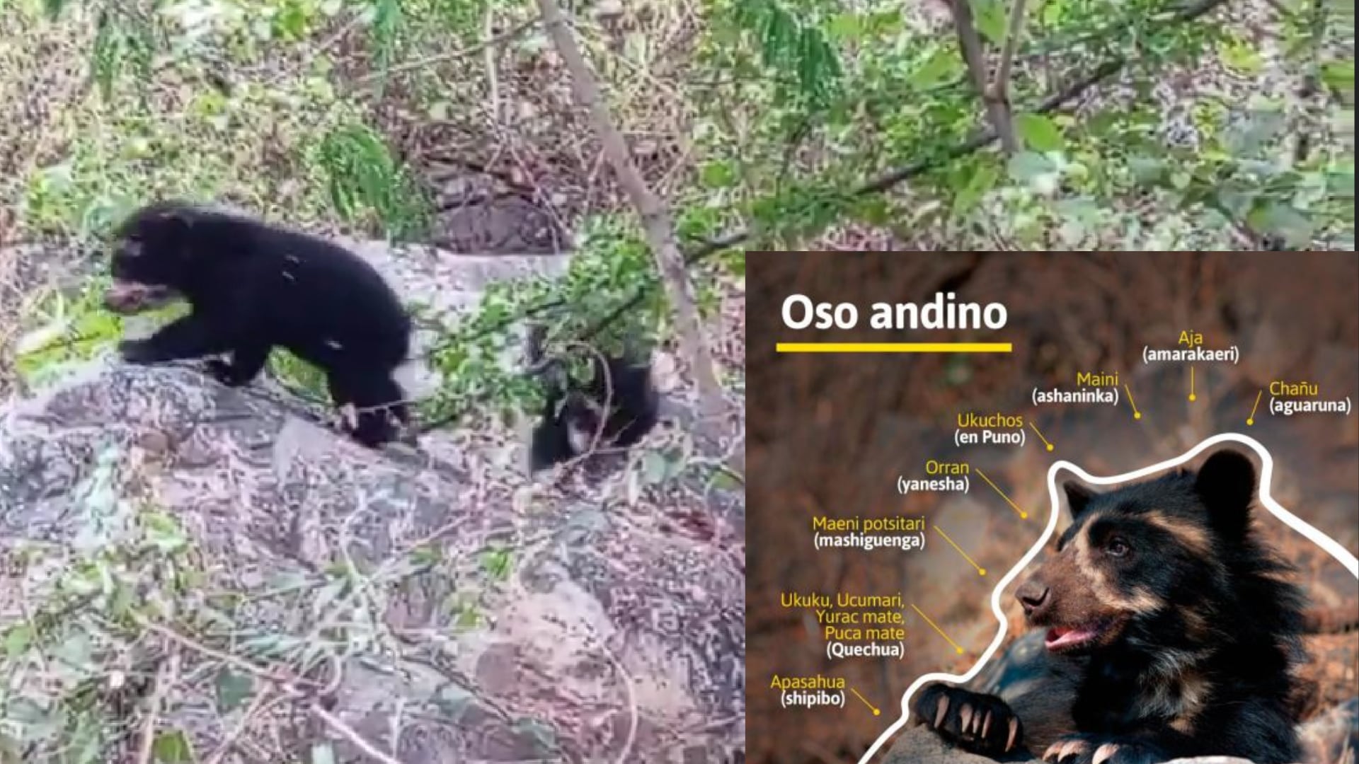 Nacen dos crías de oso andino en la Reserva Chaparrí y el área protegida supera los 60 ejemplares monitoreados en Lambayeque