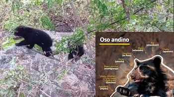 Nacen dos crías de oso andino en la Reserva Chaparrí y el área protegida supera los 60 ejemplares monitoreados en Lambayeque