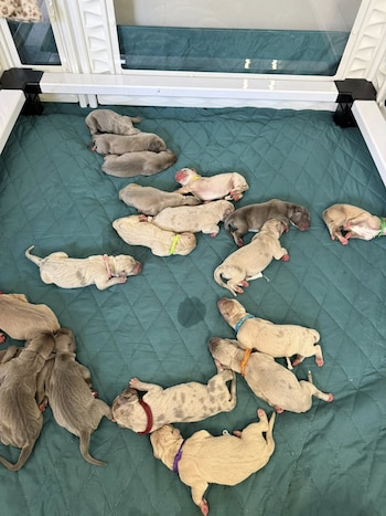 Cachorros