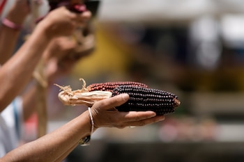 México conserva más de 60 razas de maíz adaptadas a distintos ambientes, y en la Ciudad de México todavía se siembra en comunidades rurales. (AP Foto/Eduardo Verdugo)