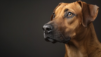 Apodado el perro león africano,