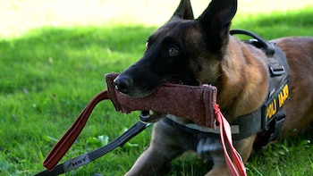 Drago, el perro policía uruguayo que encontró 118 kilos de droga y se volvió clave en la lucha contra el narcotráfico