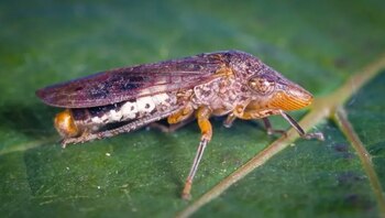 Primer plano de un insecto de cuerpo marrón y alas oscuras sobre una hoja verde con venas marcadas