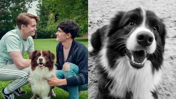 Murió Echo, el border collie que interpretó a Nellie en la serie ‘Heartstopper’