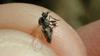 A diferencia del mosquito común