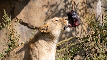 Helados de sangre para leones y polos de mariscos para nutrias: así se sobrevive al verano en el zoo de Londres