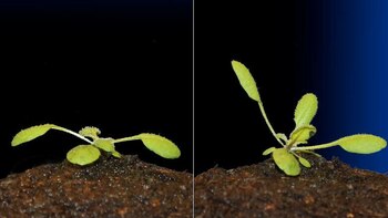 Descubrieron cómo es el sorprendente