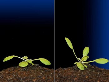 “Todo empezó con la observación