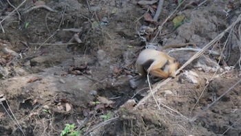 Un mono de pelaje claro y extremidades anaranjadas se desplaza sobre la tierra entre ramas secas y pequeñas plantas