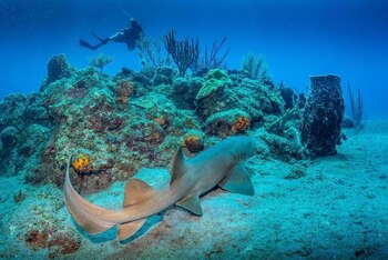 Elevándose como un pico de