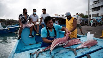 Stanno cercando che le Galapagos