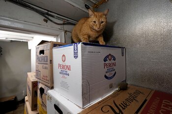 Pepelito, un gato de almacén,