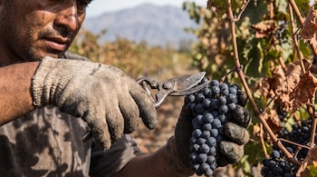 Manos con guantes de trabajo cortan un racimo de uvas oscuras con tijeras metálicas en un viñedo.