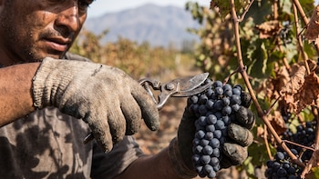Aves de paso: la larga travesía de los 150 mil trabajadores golondrina que recorren el país detrás de cada cosecha