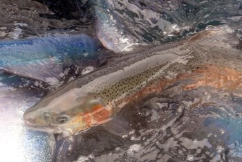 Una vista de un tanque