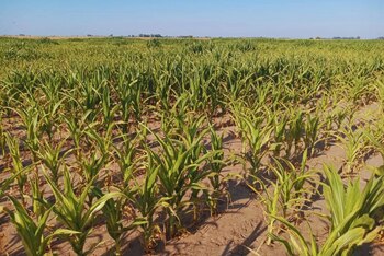 Ensayos mostraron que aplicar yeso