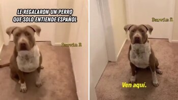 El canino se quedada quito