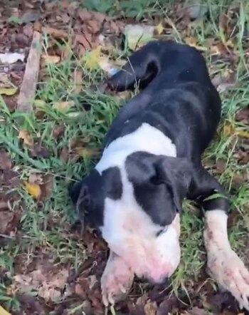 El estado deplorable del cachorro